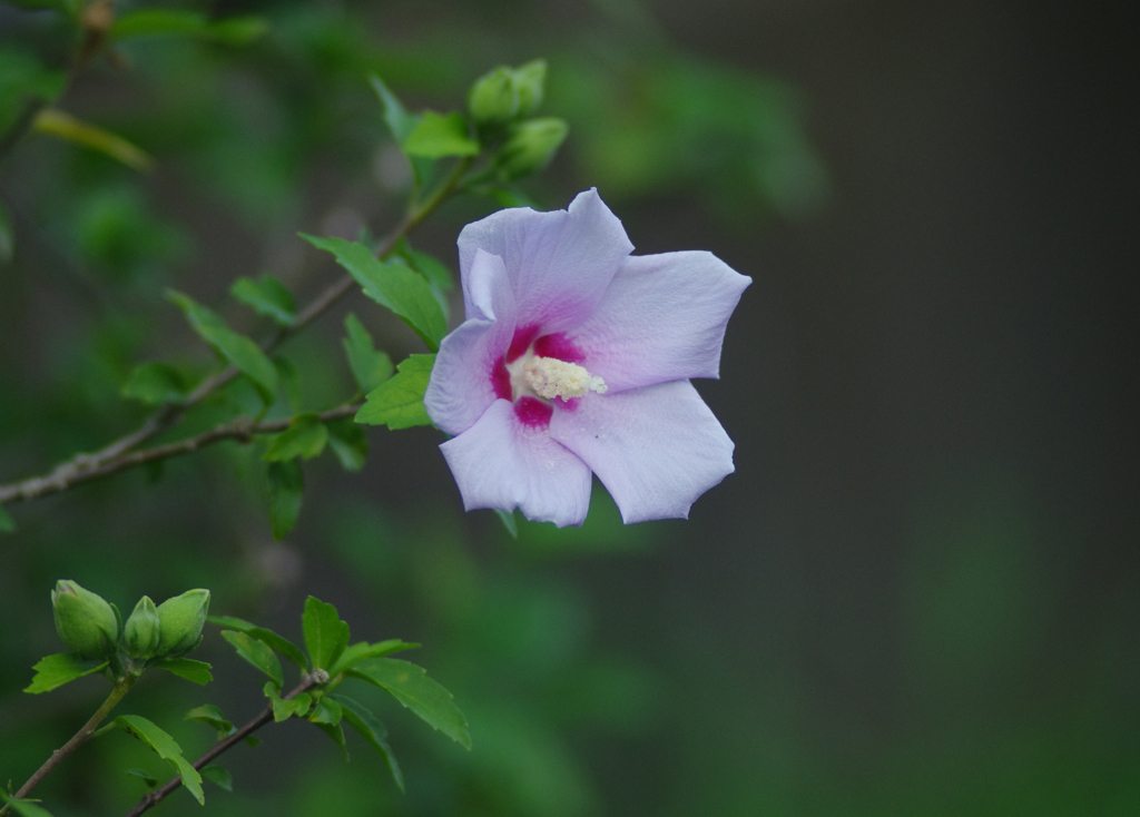 花です