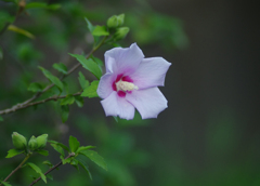 花です