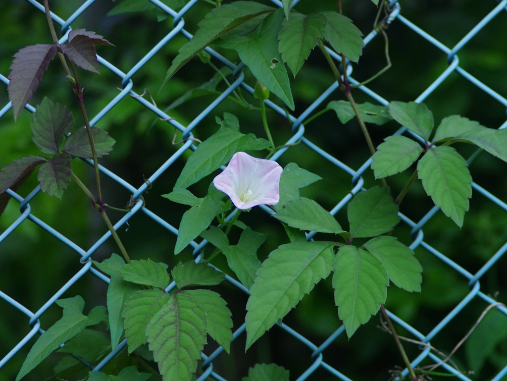 金網に花