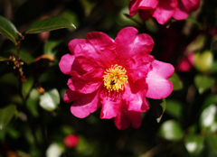 華やかな花