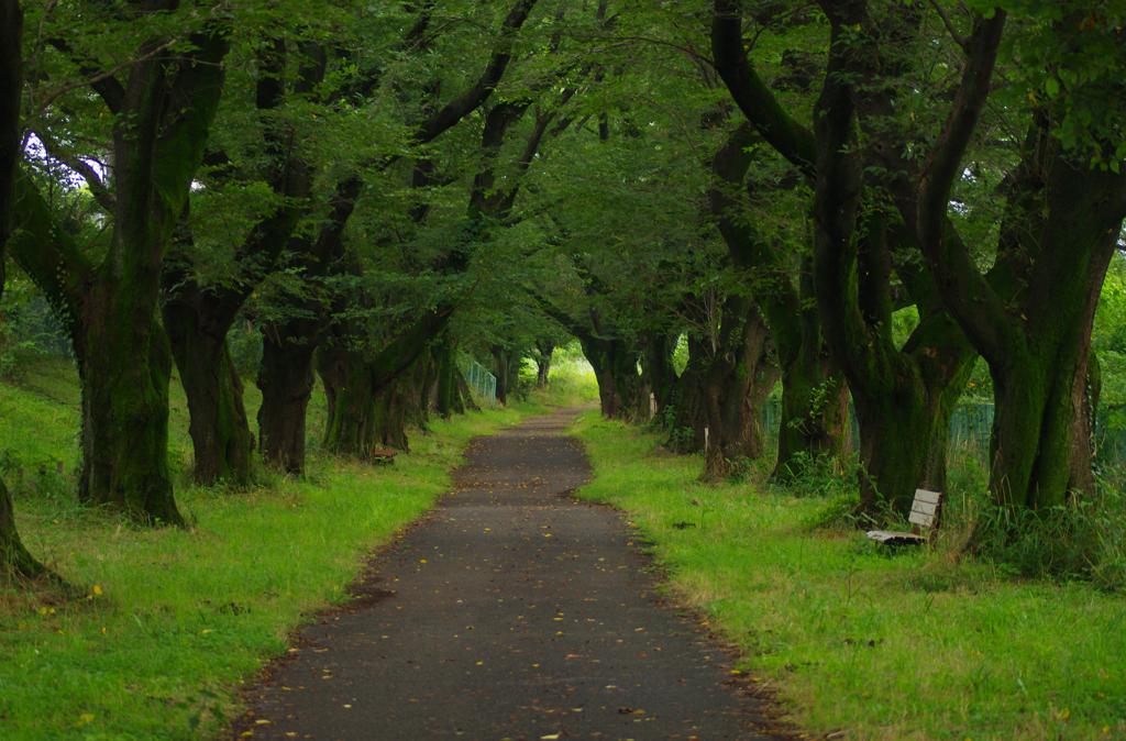 7月の桜並木