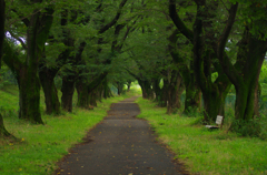 7月の桜並木