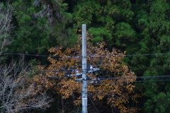 電柱