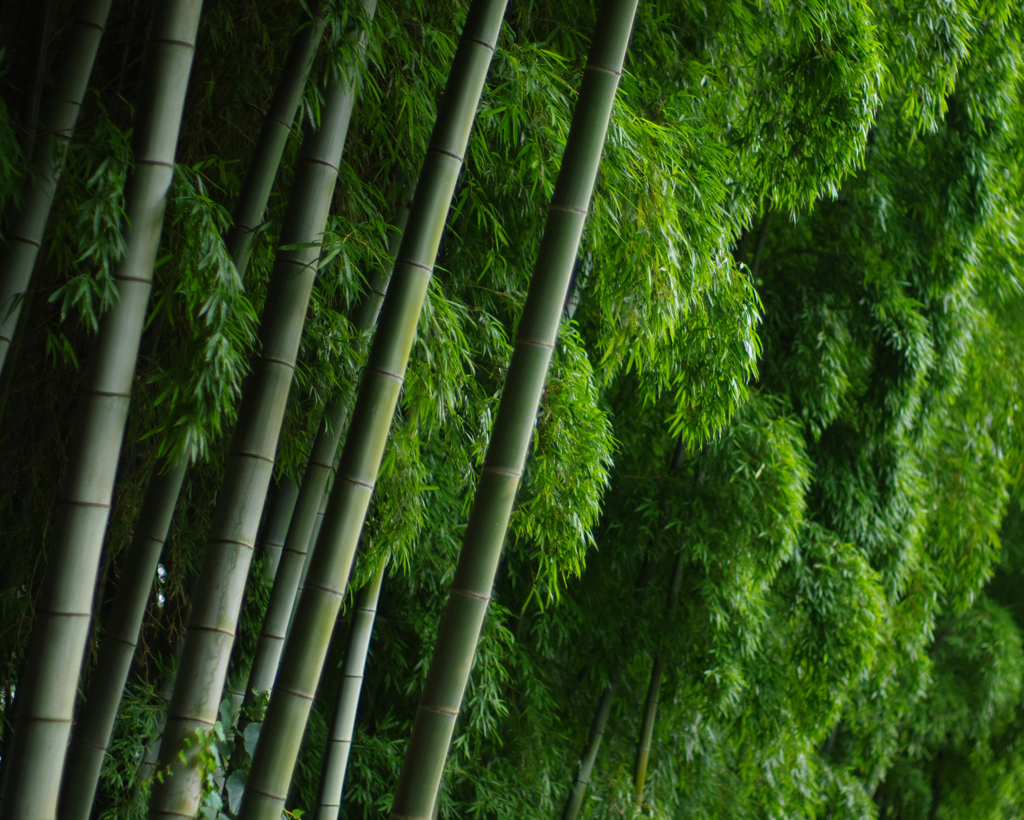 竹林