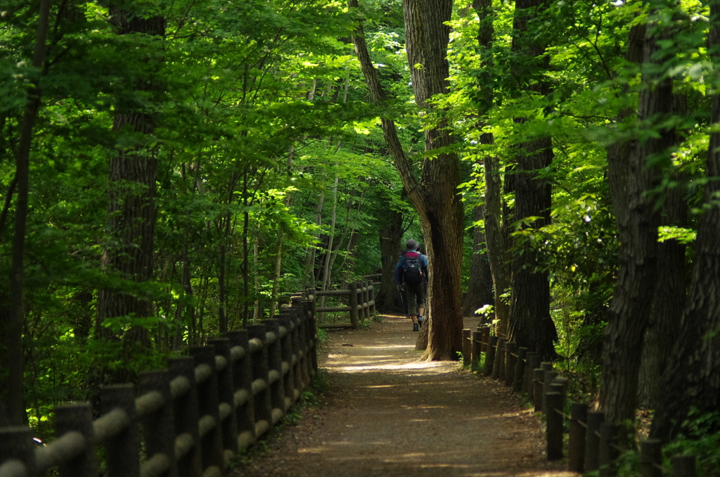 緑の散歩道