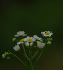 雑草の花