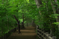 緑の散歩道