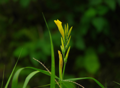 黄色い花