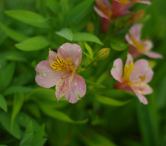 公園の花