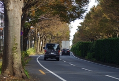 並木道