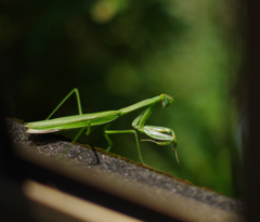 カマキリ