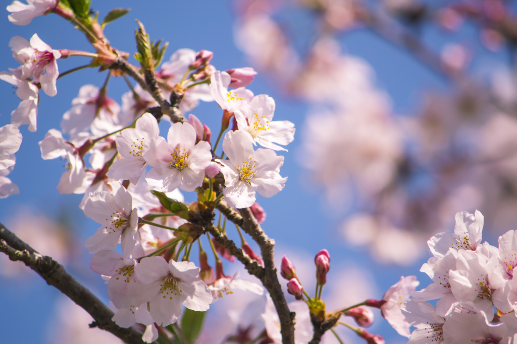 sakura03
