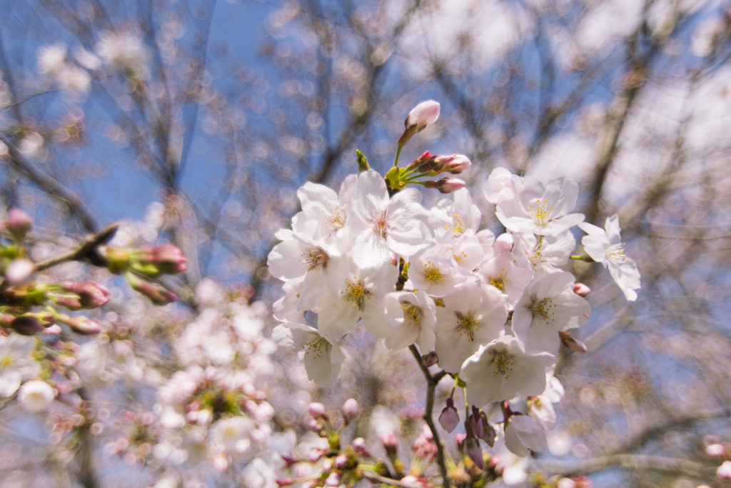sakura02
