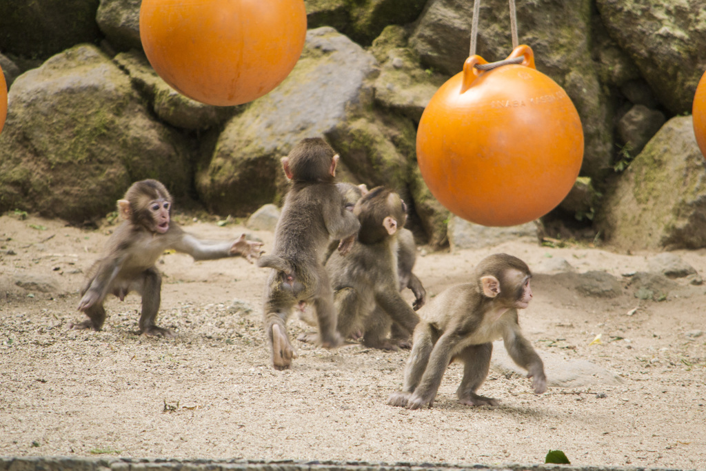 お猿の保育園 By Kanoi Id 写真共有サイト Photohito