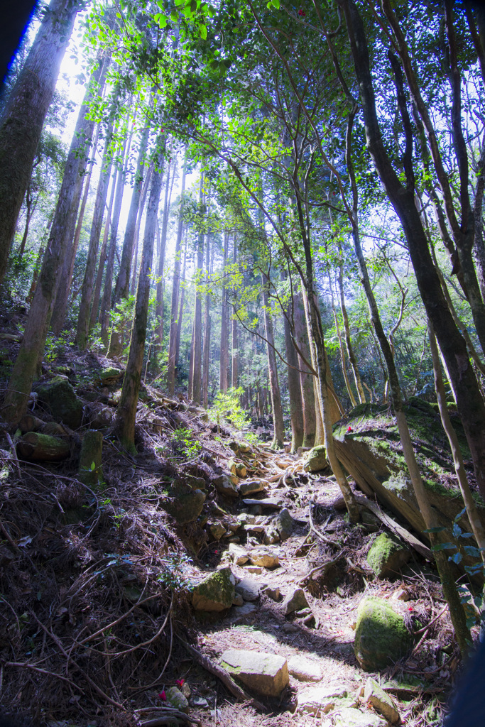 光さす登山道