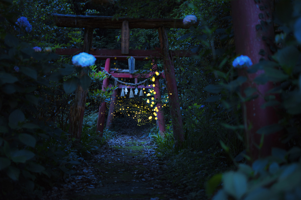 ホタルと神社と紫陽花