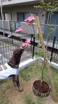 アイファー