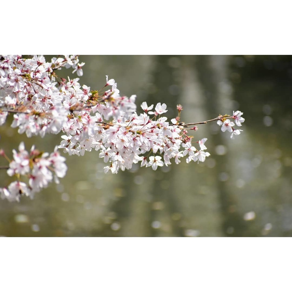 東寺の桜