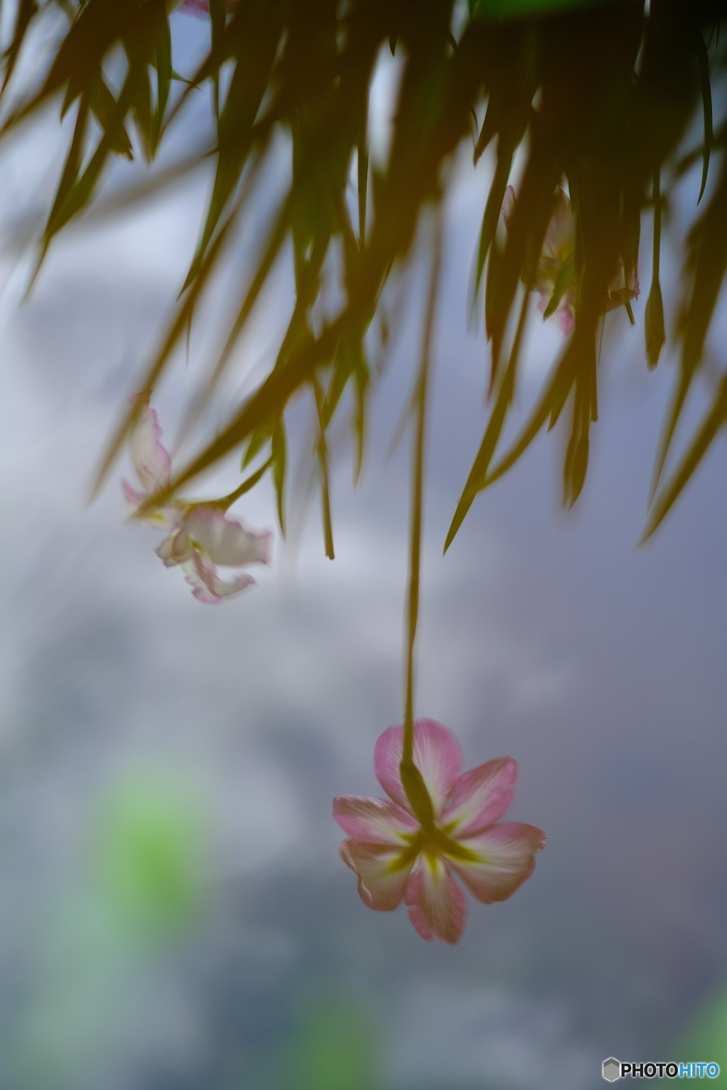 水面花