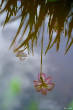 水面花