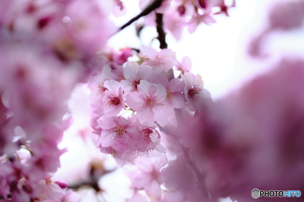 中井の桜　#2