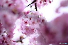 中井の桜　#2
