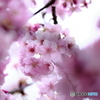中井の桜　#2