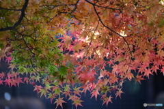 DSCF4799