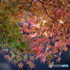 DSCF4799