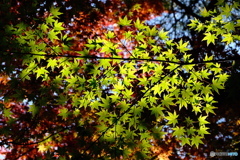 DSCF4566