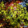 DSCF4566