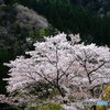 XT036577