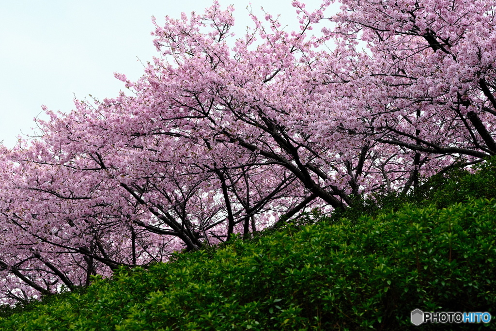 中井の桜　#1