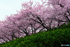 中井の桜　#1