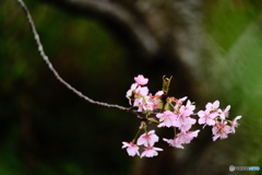 中井の桜　#4