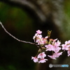 中井の桜　#4