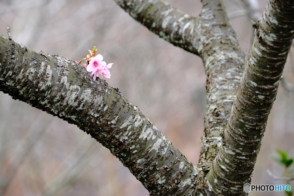 中井の桜　#3