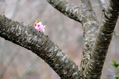 中井の桜　#3