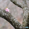 中井の桜　#3