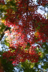 DSCF4796