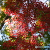 DSCF4796