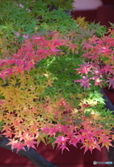 緑から