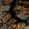 DSCF4617