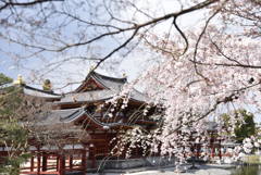 平等院の桜1