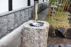 浅草寺の鳩