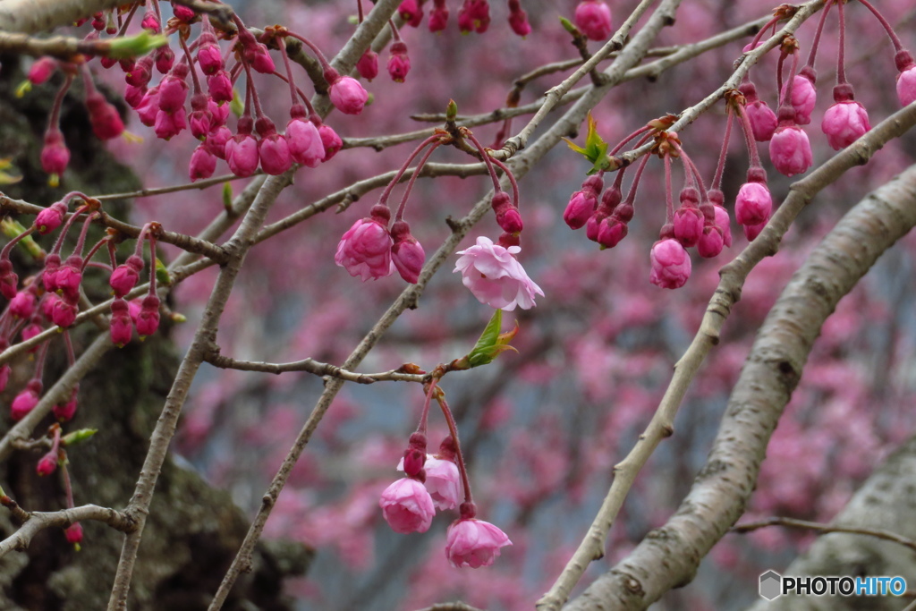 成田権現の桜