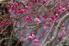成田権現の桜