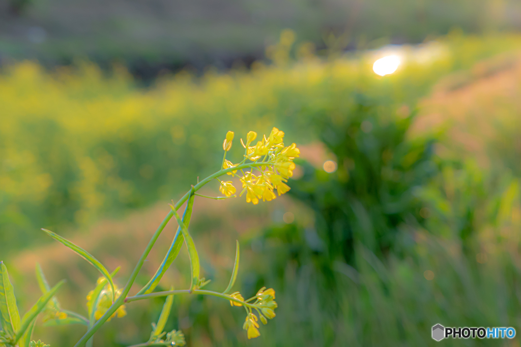 夕陽を浴びた菜の花
