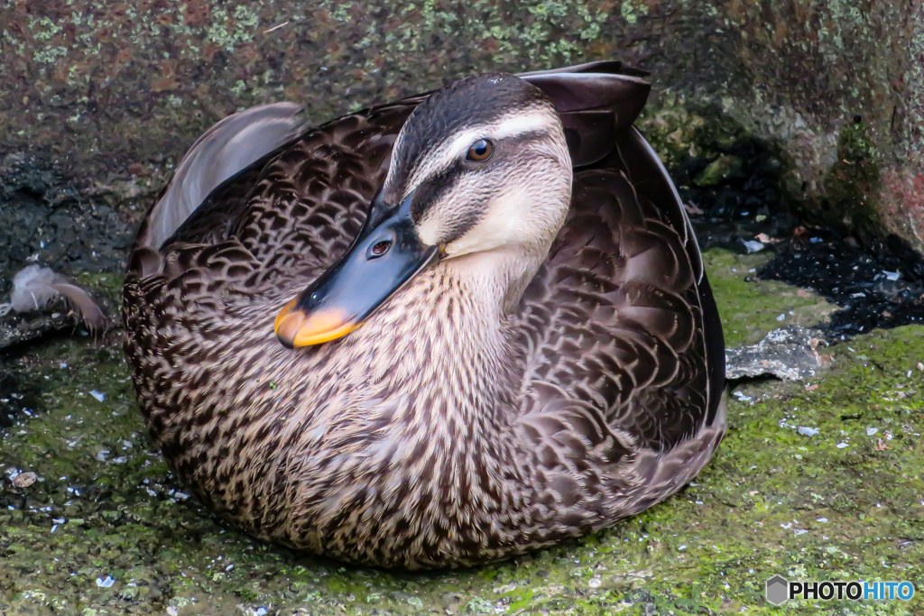近所の鴨