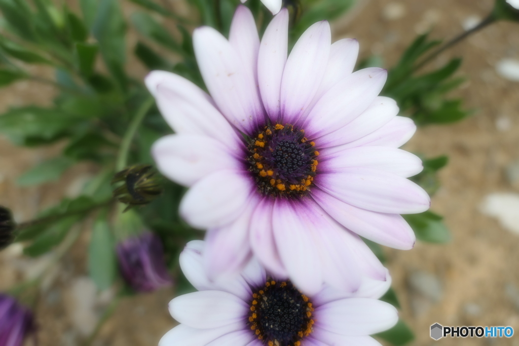 路地の花